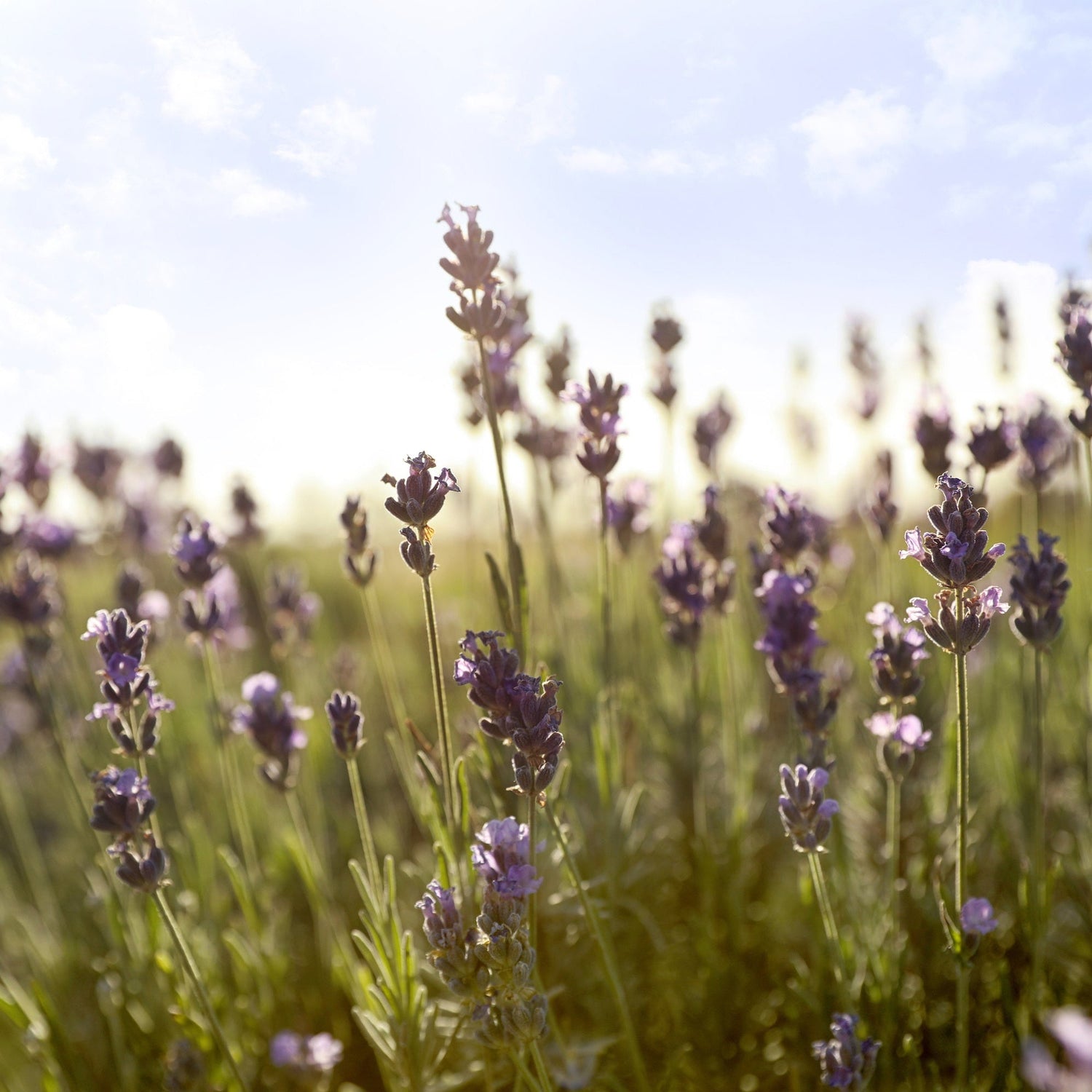 Lavendel