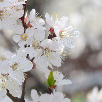 Apfelblüten Minikerze im Votivglas